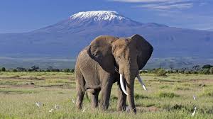 Kenya Safari Packages