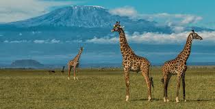 Africa Holiday safari