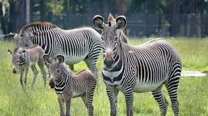 Samburu game reserve