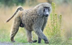 Wildlife Africa Safari is a luxury safari from Mombasa
